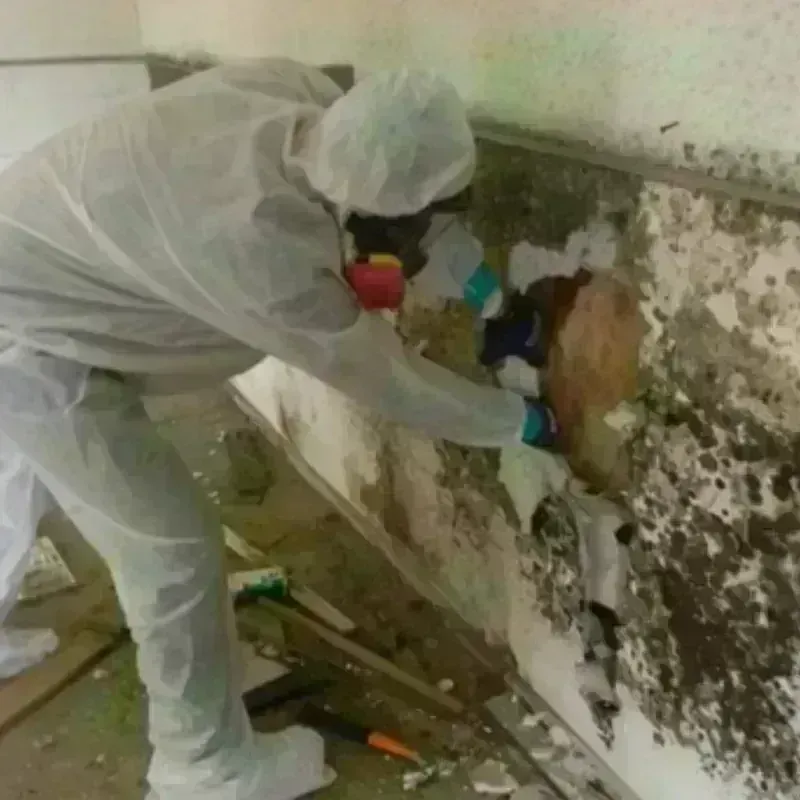 Mold Remediation and Removal in Nanuet, NY